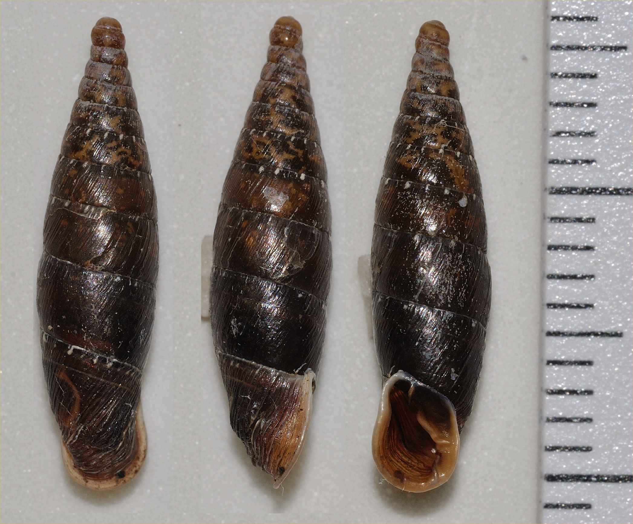 Clausiliidae - Siciliaria paestana